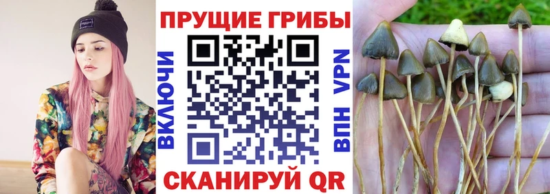 где можно купить   Губкинский  Псилоцибиновые грибы мухоморы 
